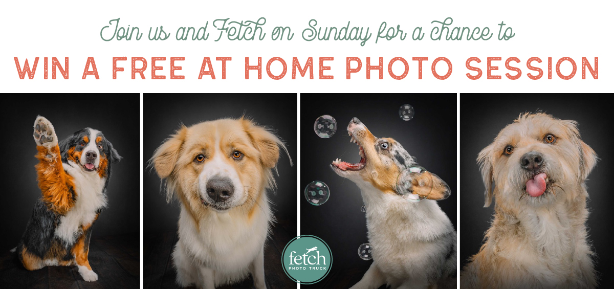 Fetch win free photo sesh Evergreen Design Studio