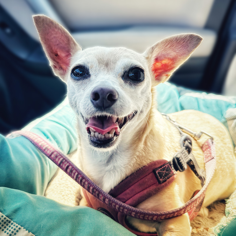 denver graphic designer coworker of the month: Mali dog